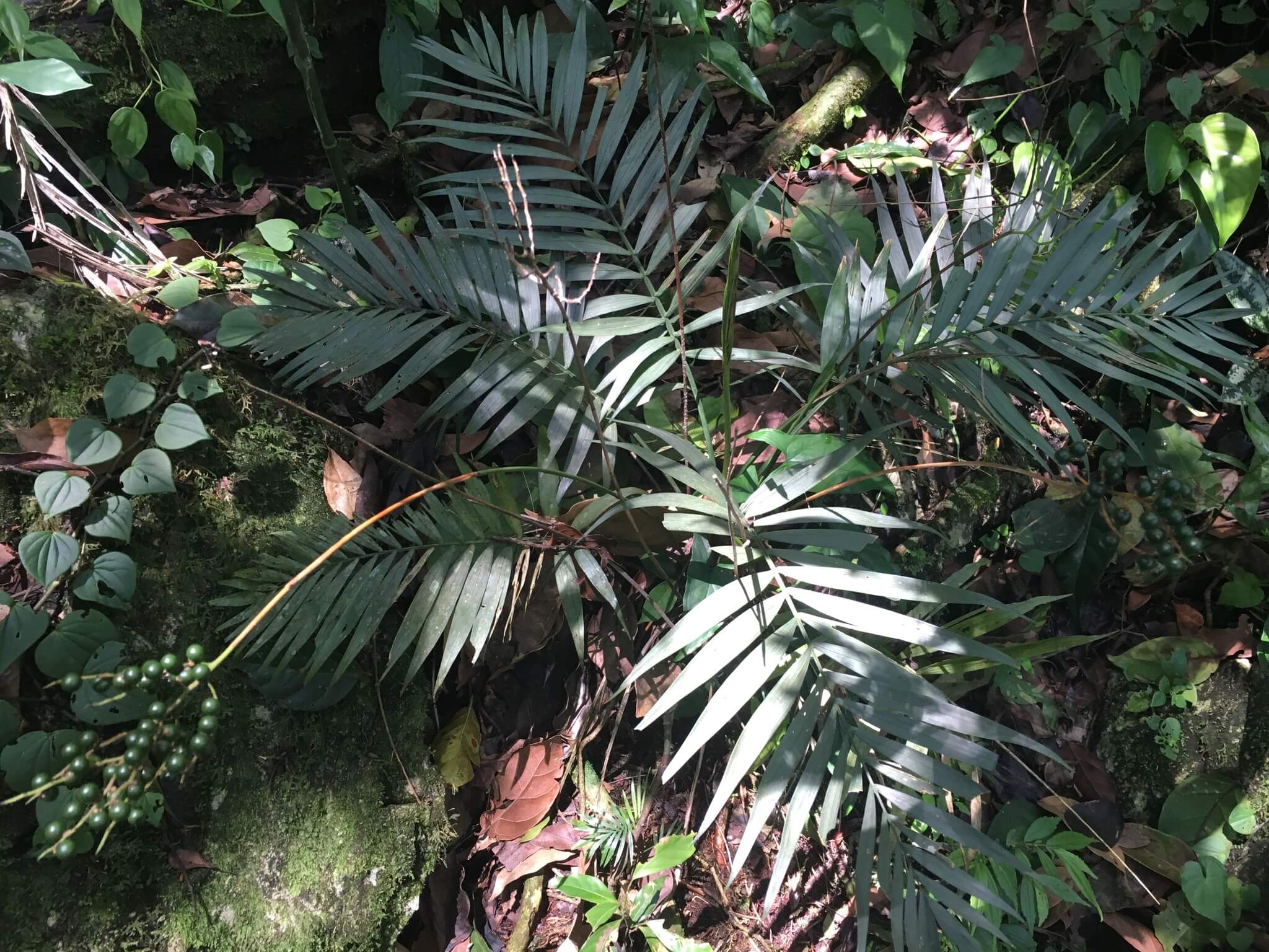 Chamaedorea elegans